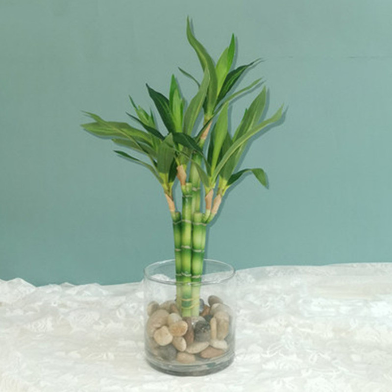 Aquarium Fish Buy - Nuovo 40 cm rFtificial Lucky Bamboo
