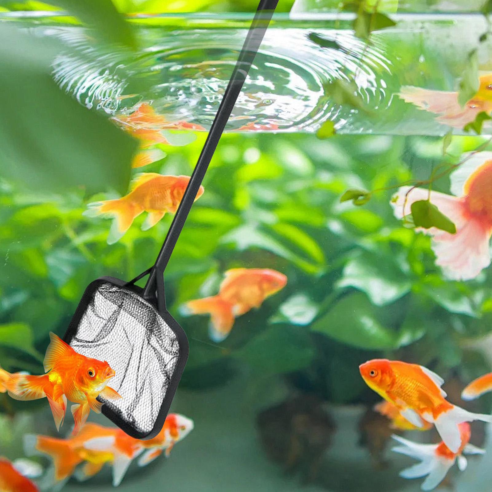 Reti per la Pulizia della Pisc - Aquarium Fish Buy recensione e prezzo