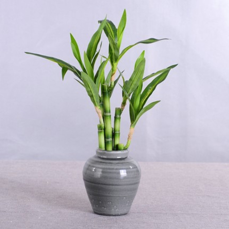 Nuovo 40 cm rFtificial Lucky B - Aquarium Fish Buy recensione e prezzo