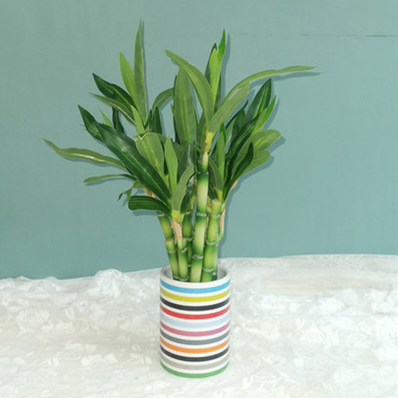 Nuovo 40 cm rFtificial Lucky B - Aquarium Fish Buy recensione e prezzo
