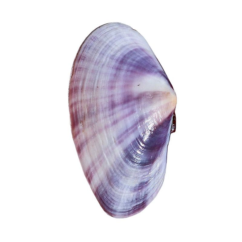 Lungo vongole viola Conchiglia - Aquarium Fish Guppy recensione e prezzo