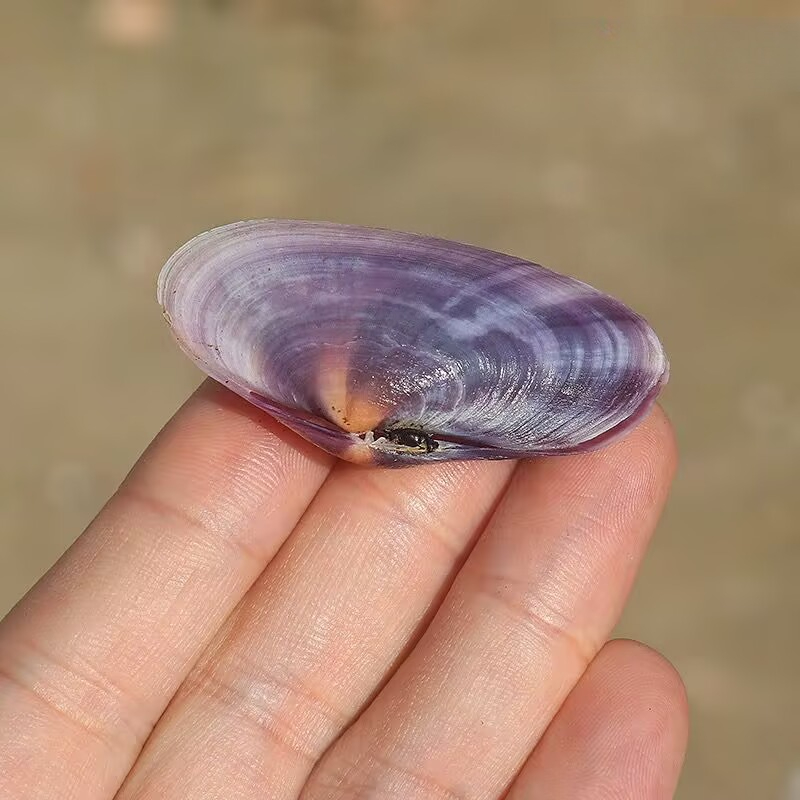 Lungo vongole viola Conchiglia - Aquarium Fish Guppy recensione e prezzo