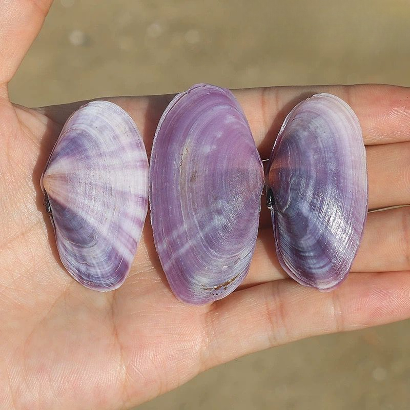 Lungo vongole viola Conchiglia - Aquarium Fish Guppy recensione e prezzo